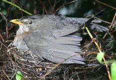 Amsel-2-Tag-1.jpg